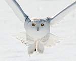 Owls, Owl, Great Grey Owls, Great Horned Owls, Great Gray Owls, Snowy Owl, Wildlife, Photography, Ryan Morgan, Calgary, Alberta, Canada
