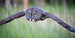 Great Gray Owl, Great Grey Owl in Flight, Alberta, Canada, Bird Photography, Wildlife Photography