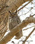 Great horned Owl, great-horned owl, Great horned Owl in Flight, Alberta, Canada, Bird Photography, Wildlife Photography, owl photography, Ryan Morgan