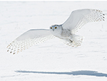 Snowy Owl, Snowy Owl in Flight, Alberta, Canada, Bird Photography, Wildlife Photography