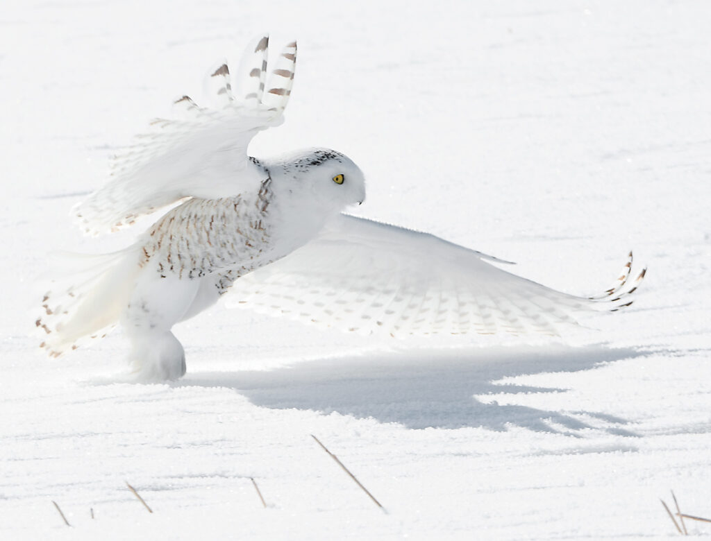 Snowy Owl Alberta Canada