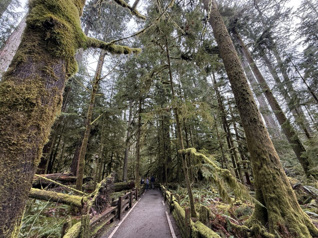 Catherdral Grove, Vancouver Island